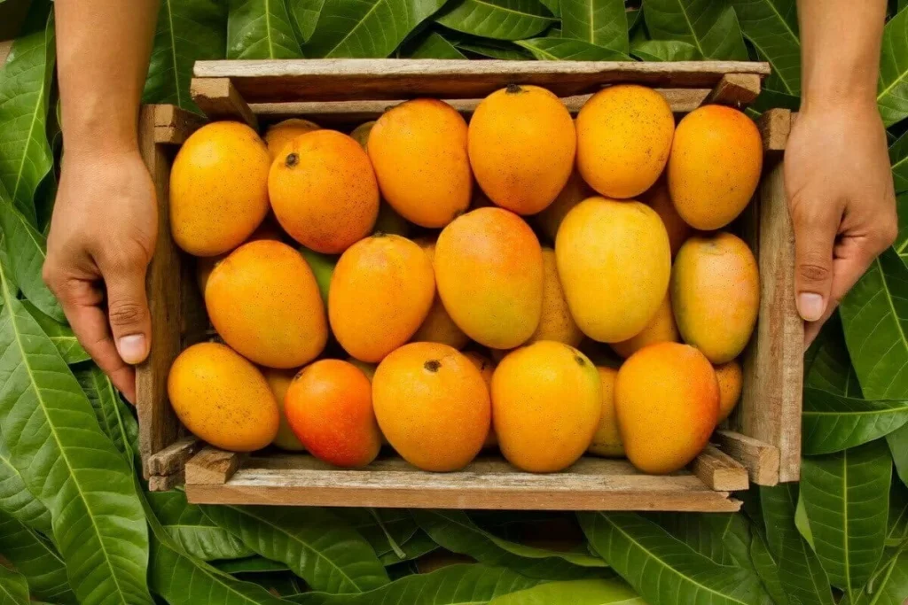 mango-farmland-investment-konkan-estates