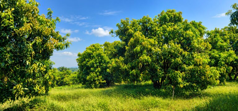 Freehold managed mango land survey plots Tathastu Mango Valley Ratnagiri for Mumbai and Pune Real Estate Investors
